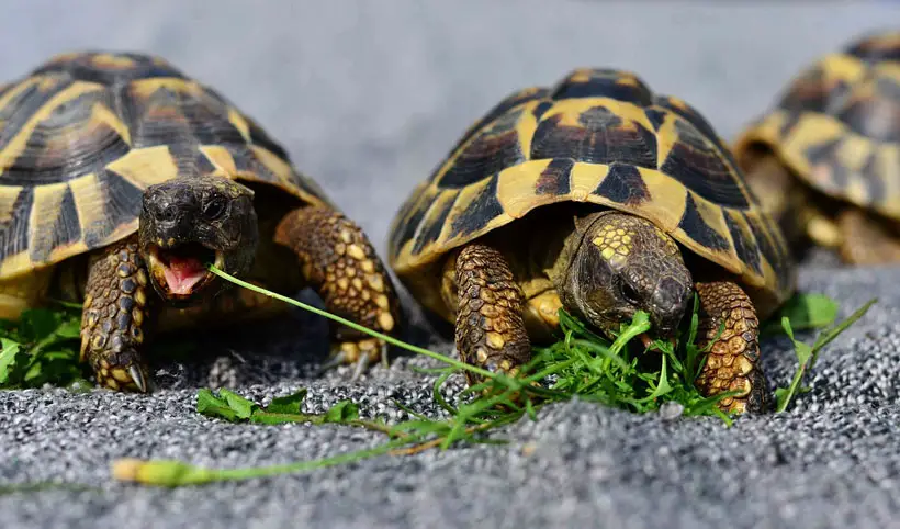 Tortoises Diet