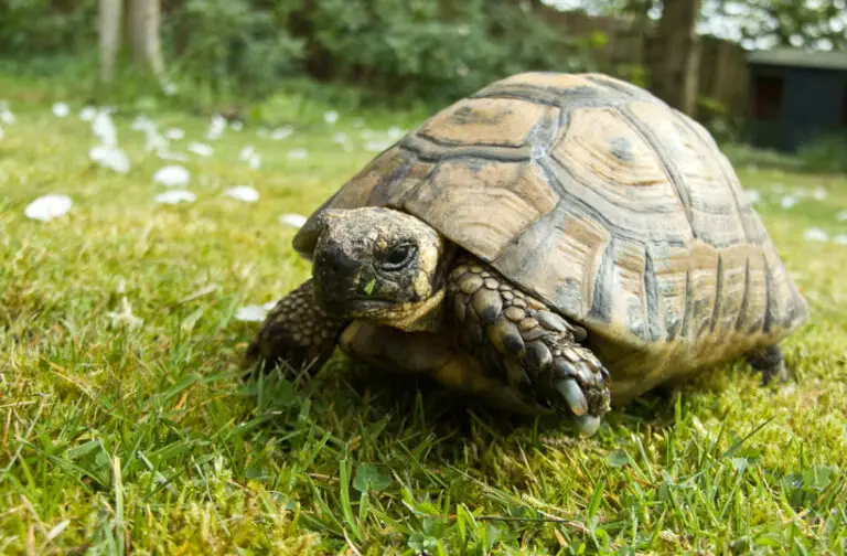 Can Tortoises Swim? Why Turtles Can And Tortoises Can’t?