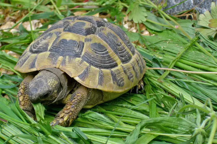 Tortoises' Intelligence