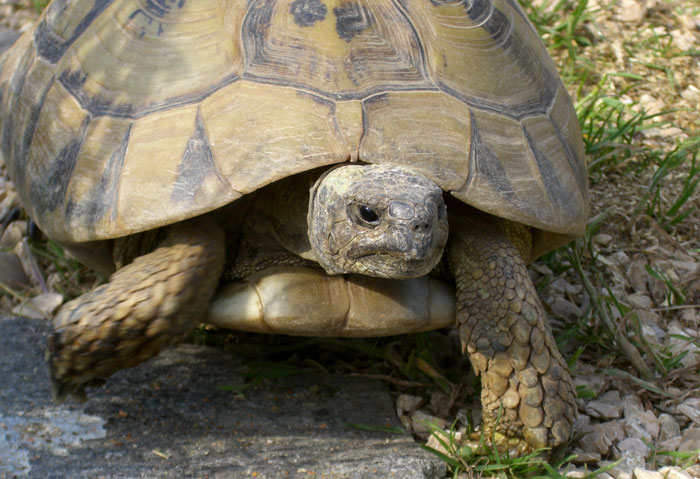Tortoises Problem-solving Skills