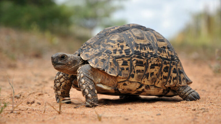 The Ultimate Guide To Various Types Of Tortoise Species In The UK!