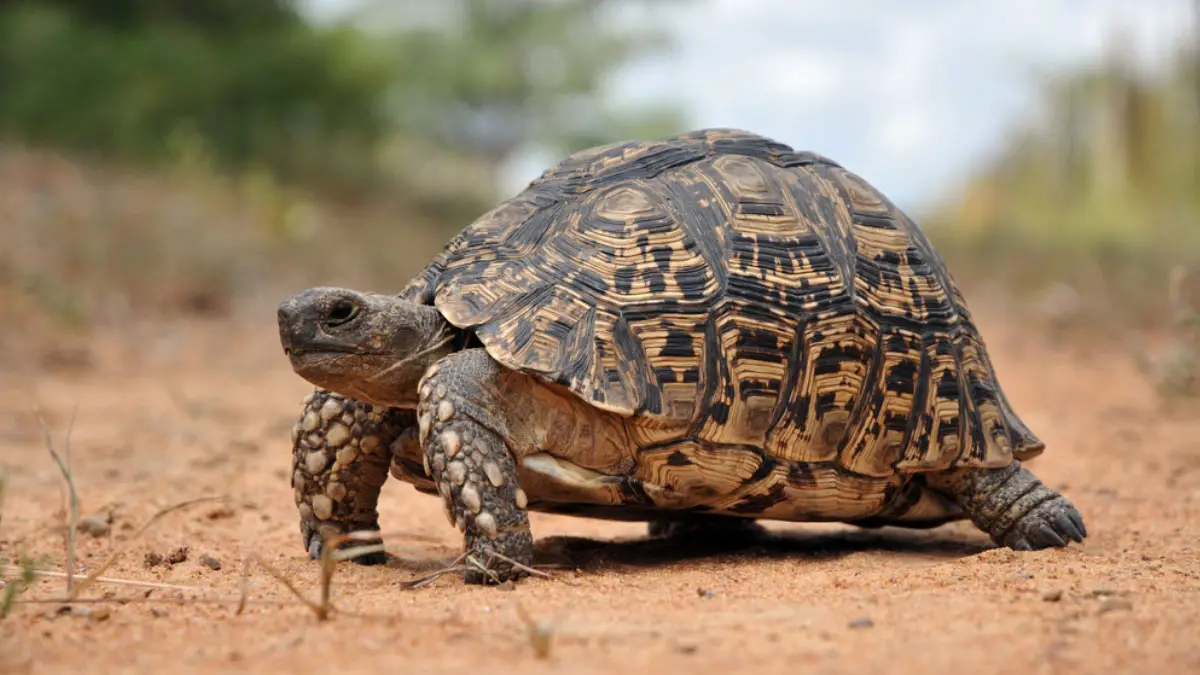 Various Types Of Tortoise Species In The UK