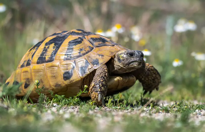 Weighing Your Tortoise