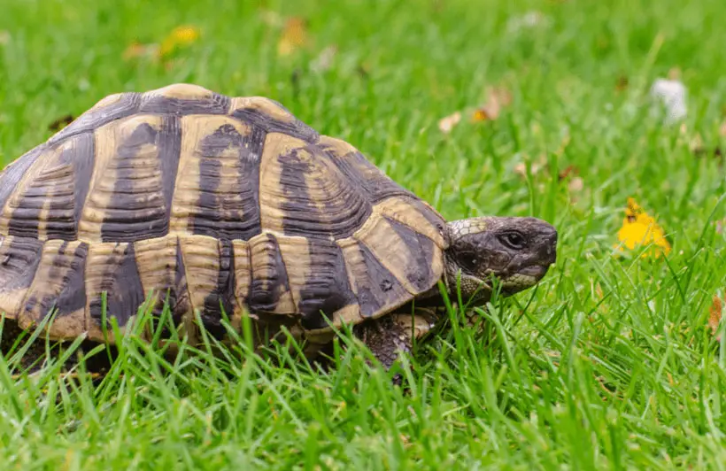 What Are The Types Of Tortoise Species Found In The UK