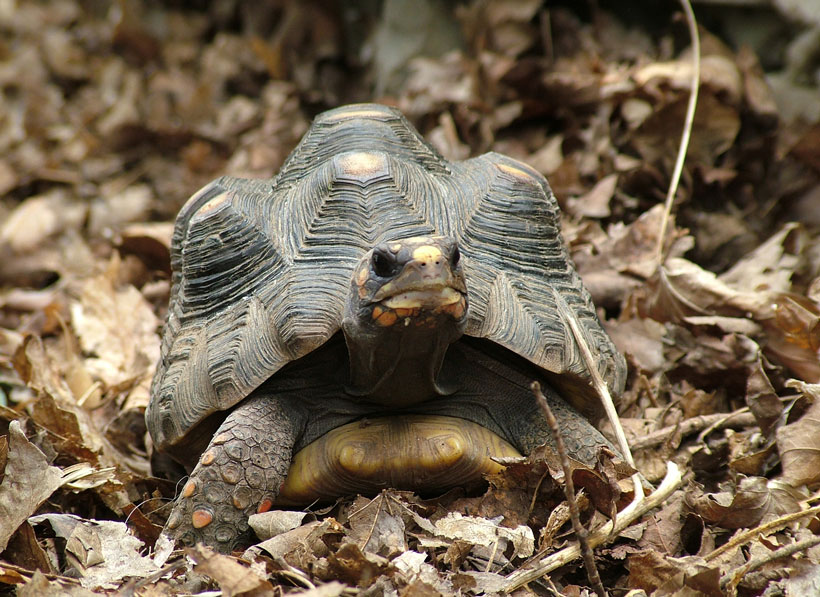 What Causes Pyramiding In Tortoises