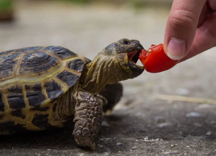 What Do Baby Russian Tortoises Eat