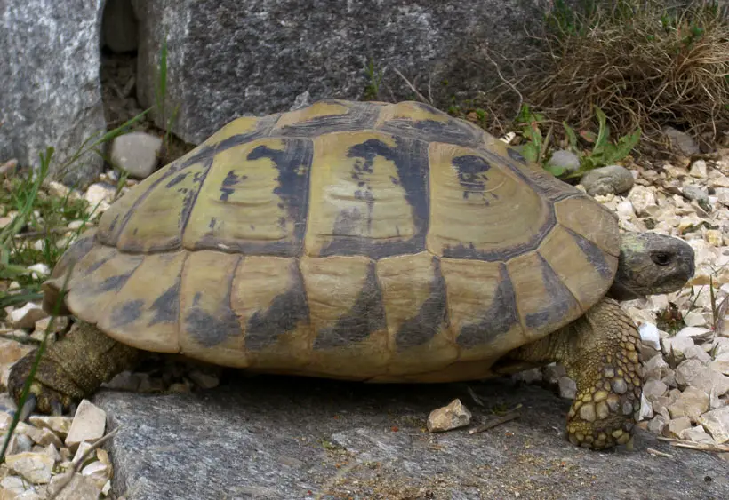 What Happens If A Tortoise Doesn't Drink Water