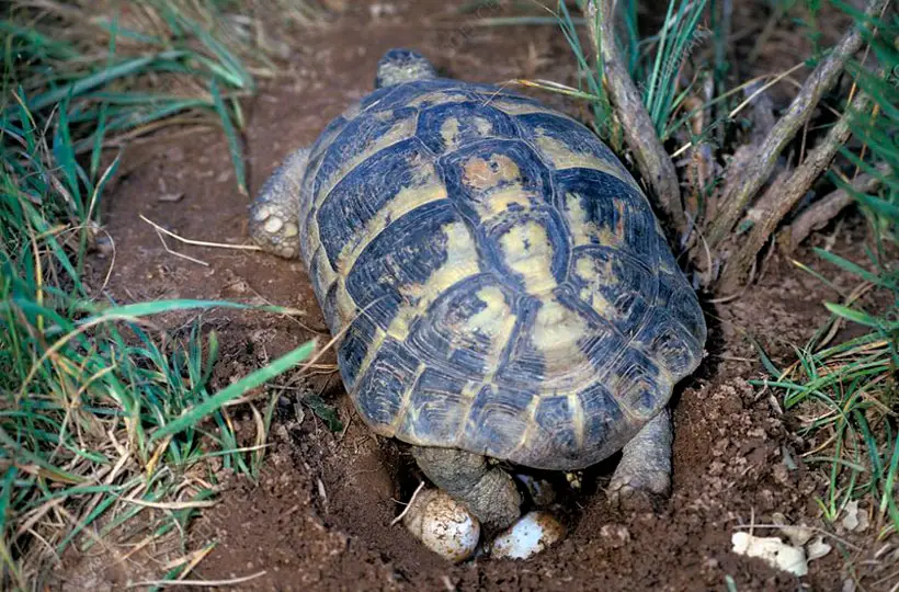 What Is The Tortoises’ Egg Laying Season