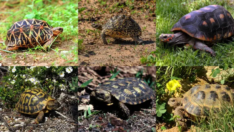 What Kind of Tortoise Do I Have? A Comprehensive Identification Guide