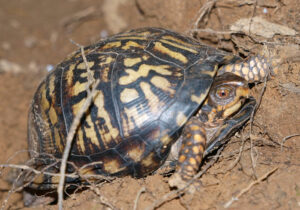 How Many Eggs Do Box Turtles Lay And How Often?