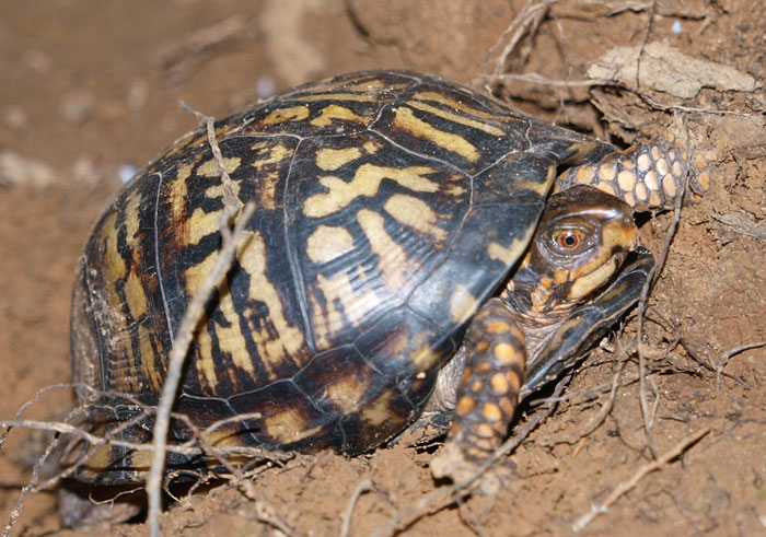 What Month Do Box Turtles Lay Eggs