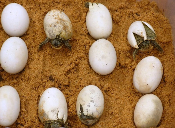 What to do with infertile turtle eggs