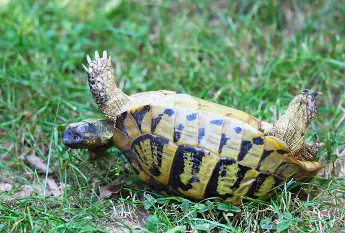What to Do if You Suspect Your Tortoise is Dying