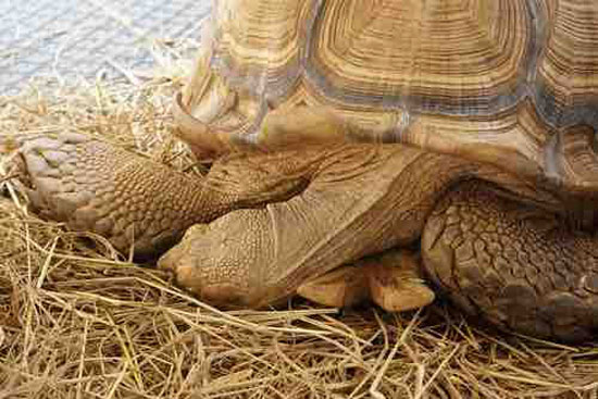 What to Do with a Dead Tortoise