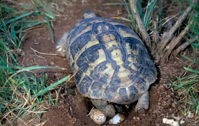 Where Do Female Tortoise Lay Their Eggs