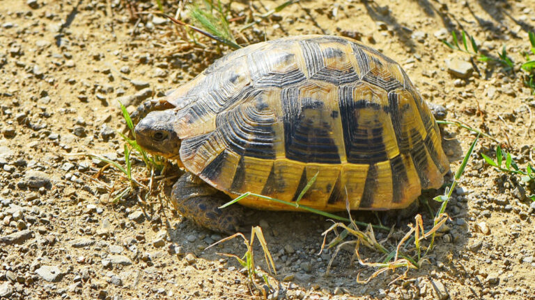 Where Do Tortoises Live In The Wild? Everything You Should Know