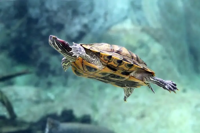 Why Turtles Can Swim And Tortoises Can’t