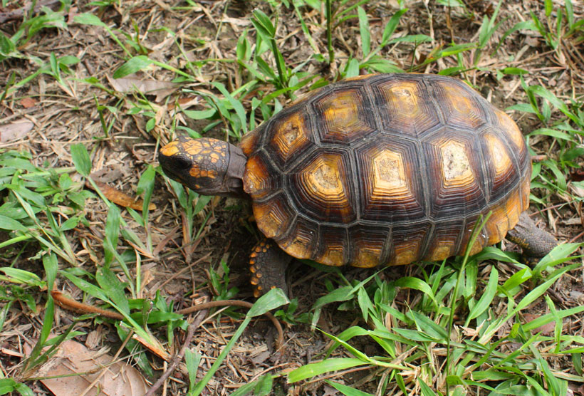 Yellow-Footed Tortoise
