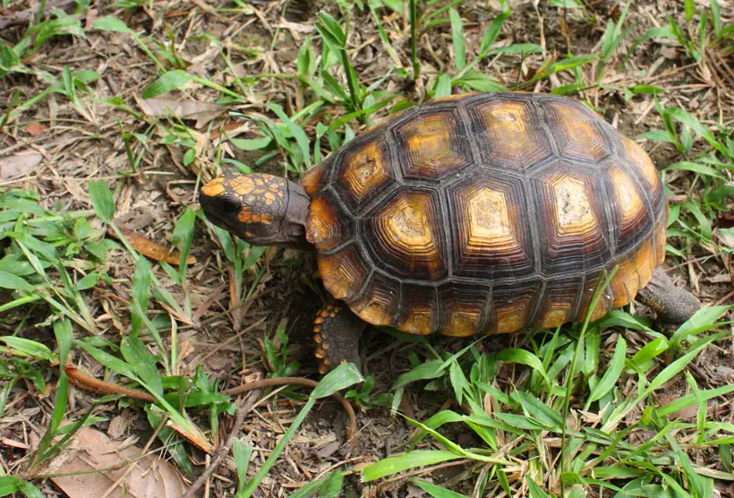 Yellow-Footed Tortoise