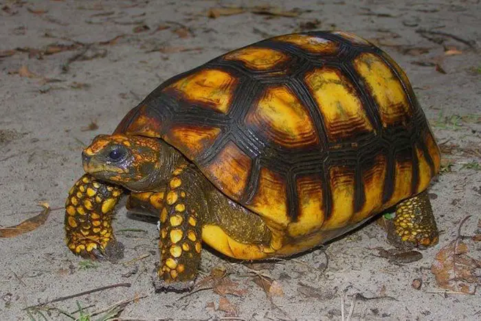 Yellow-footed Tortoise