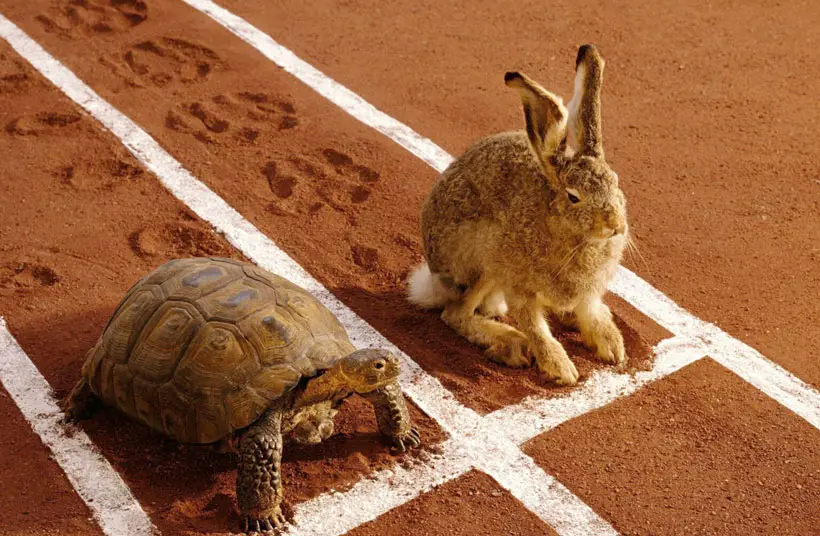 Comparison of Tortoise's Speed with Other Animals
