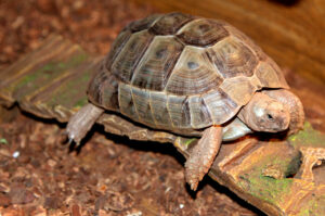 7 Smallest Tortoise Breeds That Stay Small