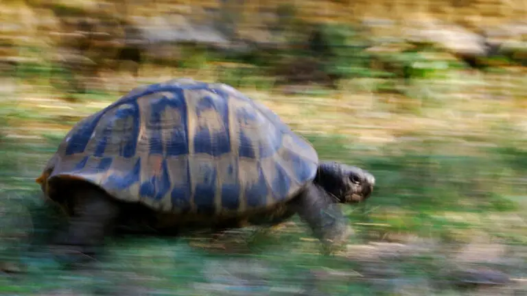 How Fast Can A Tortoise Run – The Surprising Speed of a Slow Animal
