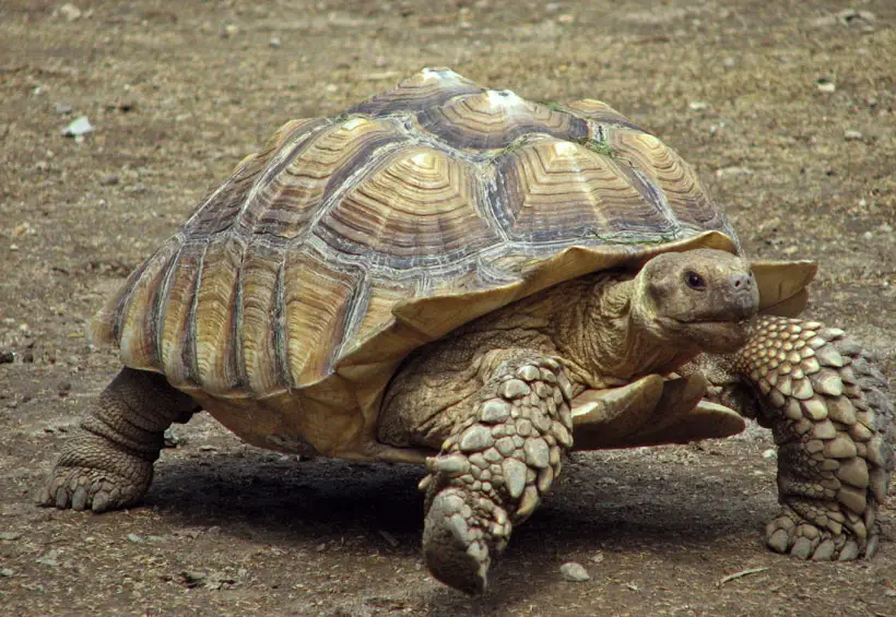 How Fast Can A Tortoise Run In A Day