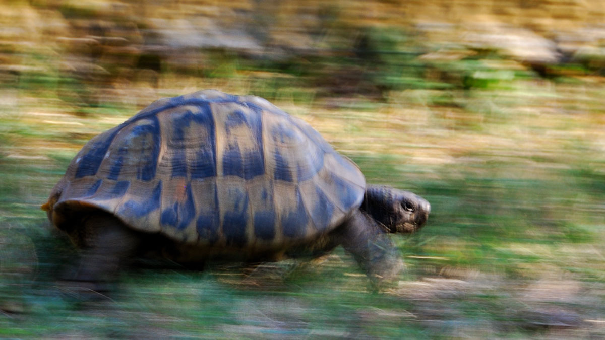 How Fast Can A Tortoise Run