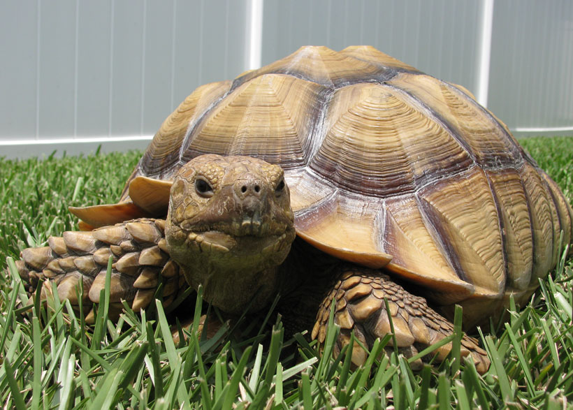 How Genetics Affect Your Sulcata Tortoise Lifespan