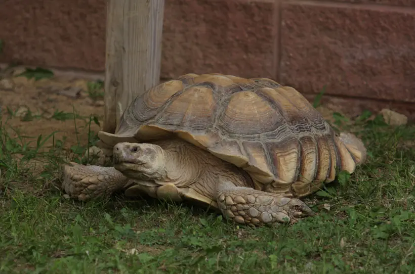 How Long Does A Sulcata Tortoise Live