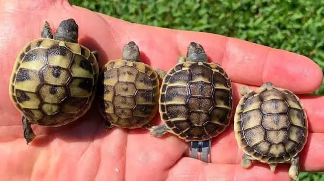 How Long Does It Take For A Tortoise To Grow