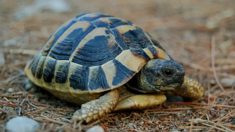 How Long Does It Take For A Tortoise To Grow? (Various Species)