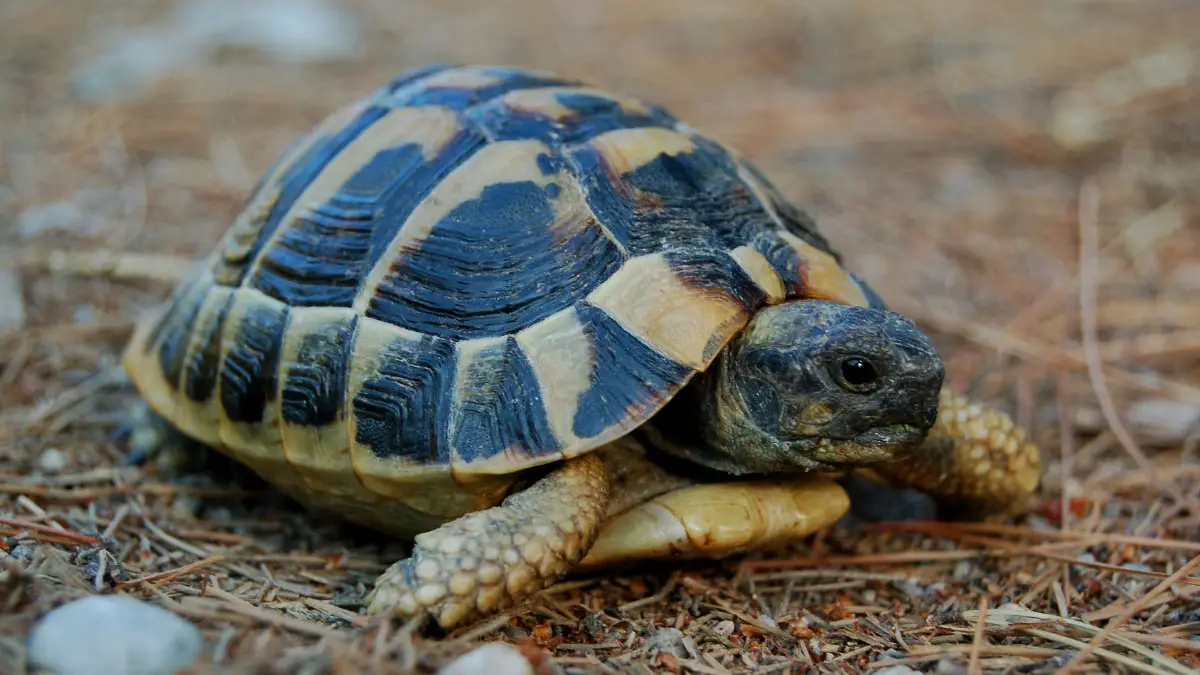 How Long Does It Take For A Tortoise To Grow