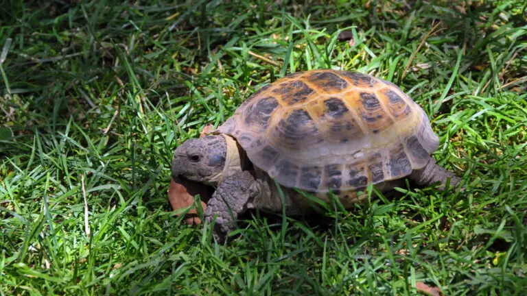 How Much Is A Russian Tortoise To Buy and Maintain – Everything You Need To Know!