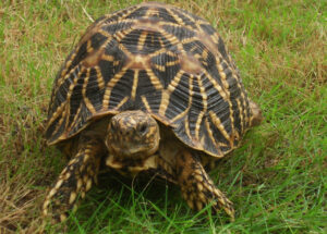 7 Smallest Tortoise Breeds That Stay Small