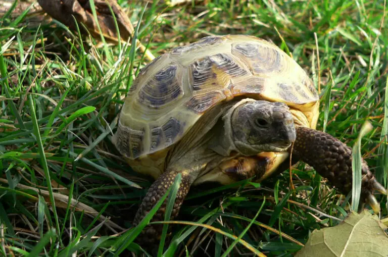 7 Smallest Tortoise Breeds That Stay Small