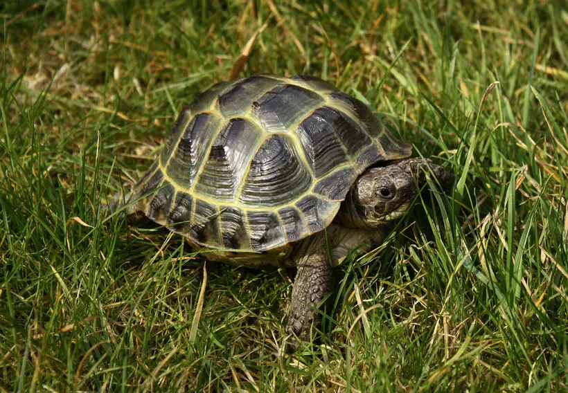 Russian Tortoise Wild-caught