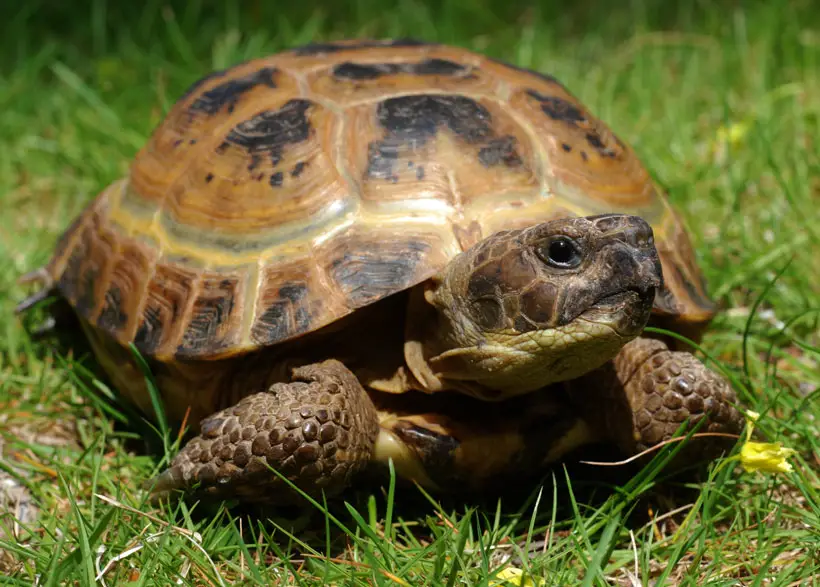 Russian Tortoise