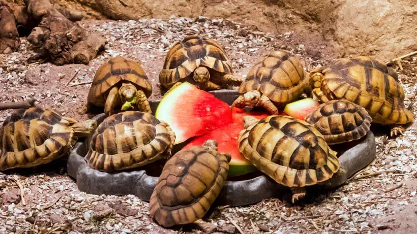 Smallest Tortoise Breeds That Stay Small