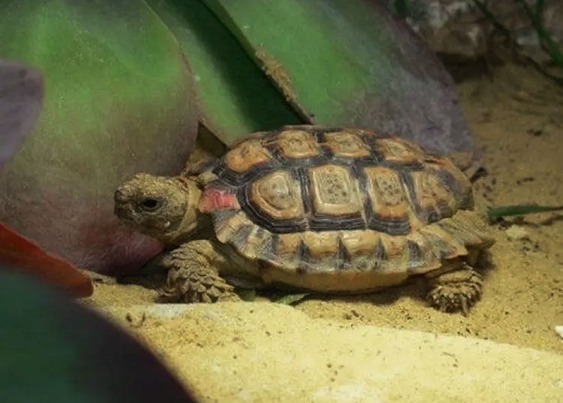 Speckled Padloper tortoise