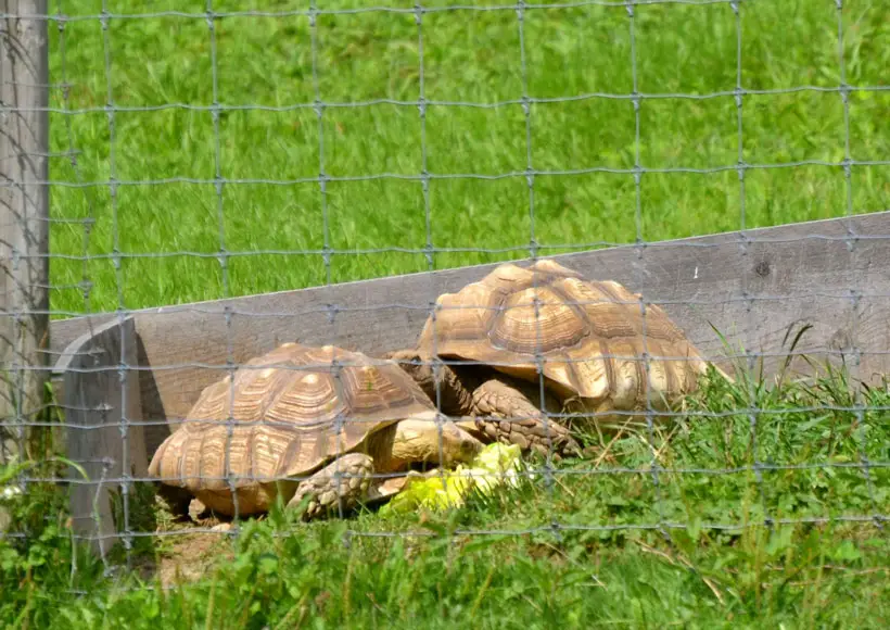 Sulcata Tortoise Lifespan