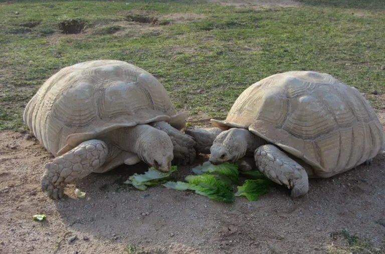 How Long Does A Sulcata Tortoise Live?