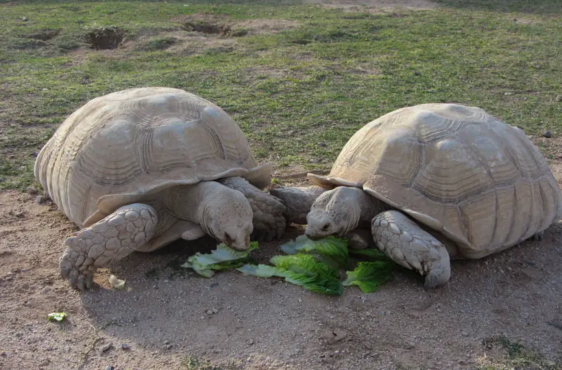 Sulcata Tortoise Lifespan