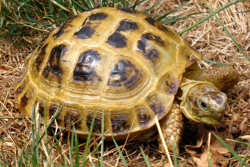 Tips To Save on Russian Tortoise Buying and Maintenance Costs
