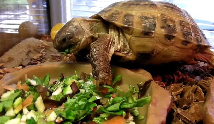 Tortoise Grow Balanced Diet Food
