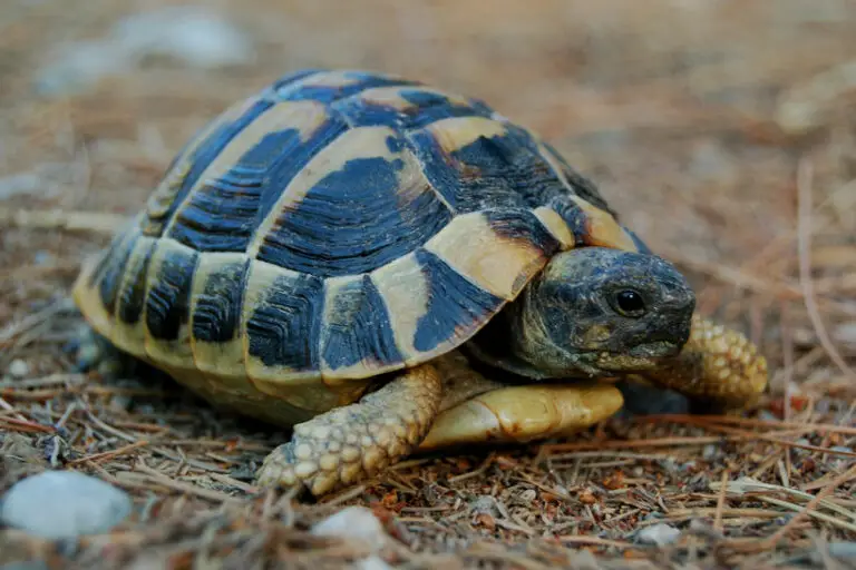 What Does Tortoise Poop Look Like? - Texture, Color, Size, and Shape