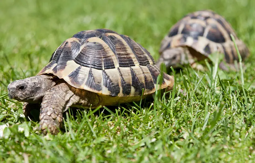 Tortoise Speed