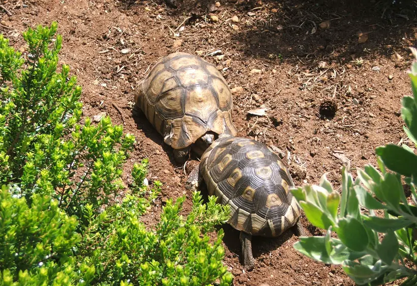 Tortoise Territorial Fight