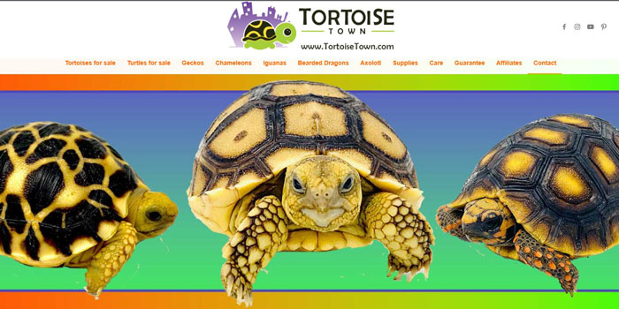 Tortoise Town